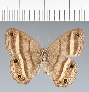  ( - CFC07806)  @11 [ ] copyright (2022) Center For Collection-Based Research Center For Collection-Based Research