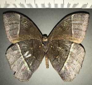  ( - CFC08035)  @11 [ ] copyright (2022) Center For Collection-Based Research Center For Collection-Based Research