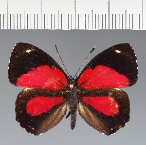  (Callicore sp. CF03 - CFC08536)  @11 [ ] copyright (2023) Center For Collection-Based Research Center For Collection-Based Research