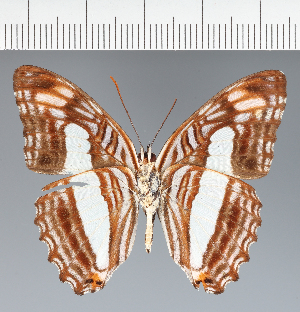  (Adelpha sp. CF07 - CFC08784)  @11 [ ] copyright (2023) Center For Collection-Based Research Center For Collection-Based Research