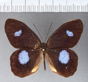  ( - CFC00898)  @11 [ ] Copyright (2018) Center For Collection-Based Research Center For Collection-Based Research