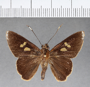  (Carystoides sicania orbius - CFC09235)  @14 [ ] Copyright (2018) Center For Collection-Based Research Center For Collection-Based Research