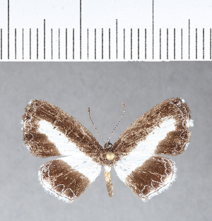  ( - CFC09645)  @11 [ ] Copyright (2018) Center For Collection-Based Research Center For Collection-Based Research