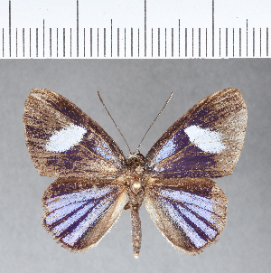  ( - CFC09799)  @11 [ ] Copyright (2018) Center For Collection-Based Research Center For Collection-Based Research