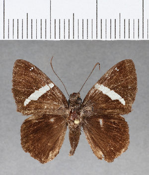  ( - CFC09865)  @13 [ ] Copyright (2018) Center For Collection-Based Research Center For Collection-Based Research