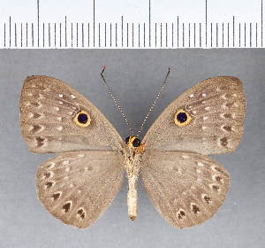  ( - CFC09889)  @11 [ ] Copyright (2018) Center For Collection-Based Research Center For Collection-Based Research