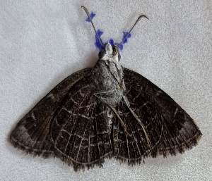  ( - CFCA05523)  @11 [ ] by-nc-sa (2023) Coleccion Boliviana de Fauna Coleccion Boliviana de Fauna