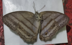  ( - CFCA05669)  @11 [ ] by-nc-sa (2023) Coleccion Boliviana de Fauna Coleccion Boliviana de Fauna