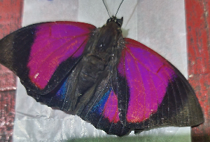  (Agrias - CFCA05673)  @11 [ ] by-nc-sa (2023) Coleccion Boliviana de Fauna Coleccion Boliviana de Fauna