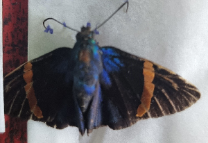  (Porphyrogenes passalus - CFCA05679)  @11 [ ] by-nc-sa (2023) Coleccion Boliviana de Fauna Coleccion Boliviana de Fauna