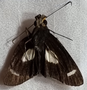  ( - CFCA05705)  @11 [ ] by-nc-sa (2023) Coleccion Boliviana de Fauna Coleccion Boliviana de Fauna