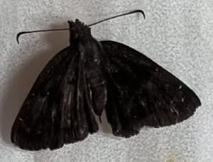  ( - CFCA05709)  @11 [ ] by-nc-sa (2023) Coleccion Boliviana de Fauna Coleccion Boliviana de Fauna