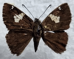  ( - CFCA05768)  @11 [ ] by-nc-sa (2023) Coleccion Boliviana de Fauna Coleccion Boliviana de Fauna