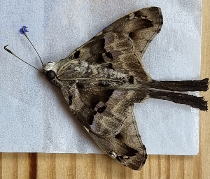  ( - CFCA05786)  @11 [ ] by-nc-sa (2023) Coleccion Boliviana de Fauna Coleccion Boliviana de Fauna