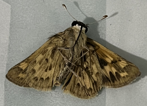  ( - CFCA06038)  @11 [ ] copyright (2023) Center For Collection-Based Research Center For Collection-Based Research