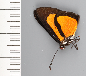  (Panaropsis - CFCA01983)  @11 [ ] copyright (2022) Center For Collection-Based Research Center For Collection-Based Research