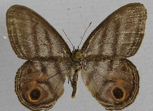 ( - CBF-Lep7353)  @11 [ ] by-nc-sa (2025) Coleccion Boliviana de Fauna Coleccion Boliviana de Fauna