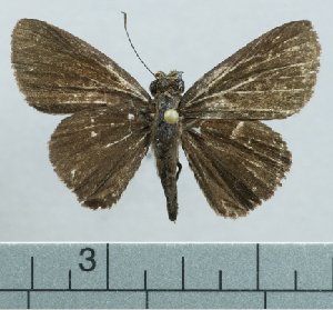  ( - CBF12643)  @11 [ ] by-nc-sa (2023) Coleccion Boliviana de Fauna Coleccion Boliviana de Fauna