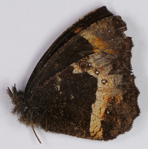  ( - CEP-DNA7035)  @11 [ ] by-nc-sa (2024) MZUJ Jagiellonian University, Nature Education Centre