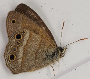  ( - CEP-DNA7669)  @11 [ ] by-nc-sa (2024) MZUJ Jagiellonian University, Nature Education Centre