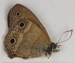  ( - CEP-DNA7670)  @11 [ ] by-nc-sa (2024) MZUJ Jagiellonian University, Nature Education Centre