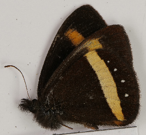  (Manerebia pluviosa - CEP-DNA7714)  @11 [ ] by-nc-sa (2024) MZUJ Jagiellonian University, Nature Education Centre