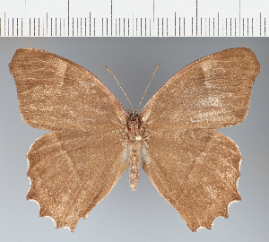  ( - CFC38824)  @11 [ ] copyright (2025) Center For Collection-Based Research Center For Collection-Based Research