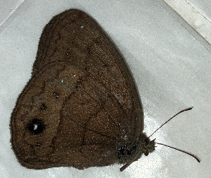  ( - CFCA02246)  @11 [ ] copyright (2024) Center For Collection-Based Research Center For Collection-Based Research