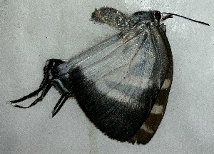  ( - CFCA02258)  @11 [ ] copyright (2024) Center For Collection-Based Research Center For Collection-Based Research