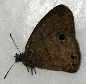  ( - CFCA02352)  @11 [ ] copyright (2024) Center For Collection-Based Research Center For Collection-Based Research