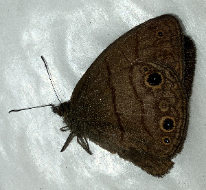  ( - CFCA05482)  @11 [ ] copyright (2024) Center For Collection-Based Research Center For Collection-Based Research