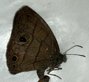  ( - CFCA06973)  @11 [ ] copyright (2024) Center For Collection-Based Research Center For Collection-Based Research