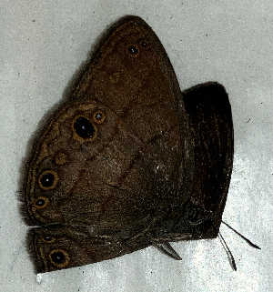  ( - CFCA06990)  @11 [ ] copyright (2024) Center For Collection-Based Research Center For Collection-Based Research