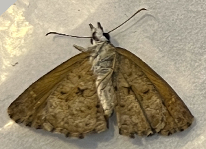  ( - CFCA07219)  @11 [ ] copyright (2024) Center For Collection-Based Research Center For Collection-Based Research