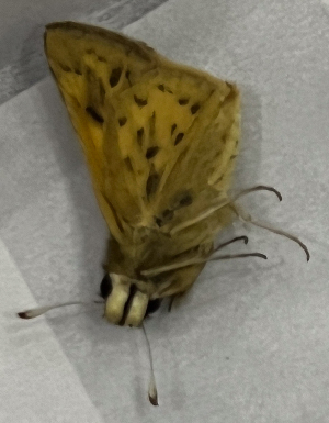  ( - CFCA07267)  @11 [ ] copyright (2024) Center For Collection-Based Research Center For Collection-Based Research