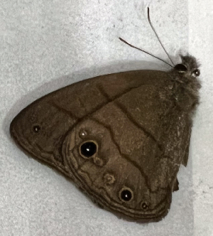  ( - CFCA07501)  @11 [ ] copyright (2024) Center For Collection-Based Research Center For Collection-Based Research