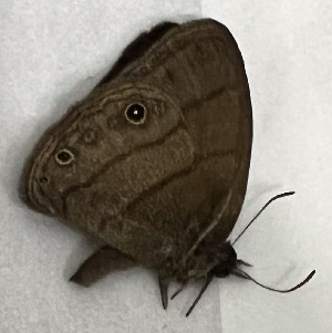  ( - CFCA07521)  @11 [ ] copyright (2024) Center For Collection-Based Research Center For Collection-Based Research