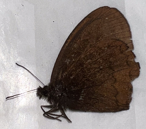  ( - CFCA07547)  @11 [ ] copyright (2024) Center For Collection-Based Research Center For Collection-Based Research