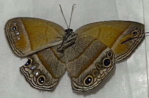  ( - CFCA07644)  @11 [ ] copyright (2024) Center For Collection-Based Research Center For Collection-Based Research