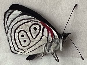  ( - CFCA07823)  @11 [ ] copyright (2024) Center For Collection-Based Research Center For Collection-Based Research