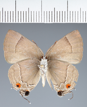  ( - CFCD04003)  @11 [ ] copyright (2024) Center For Collection-Based Research Center For Collection-Based Research