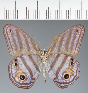  ( - CFCD04063)  @11 [ ] copyright (2024) Center For Collection-Based Research Center For Collection-Based Research