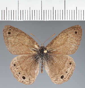  ( - CFCD04298)  @11 [ ] copyright (2024) Center For Collection-Based Research Center For Collection-Based Research