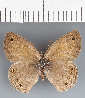  ( - CFCD04299)  @11 [ ] copyright (2024) Center For Collection-Based Research Center For Collection-Based Research