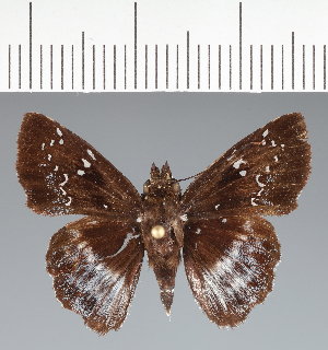  (Hesperiidae_gen sp. CF714 - CFCD02788)  @11 [ ] copyright (2023) Center For Collection-Based Research Center For Collection-Based Research