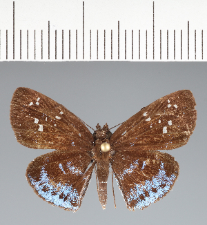  (Hesperiidae_gen sp. CF715 - CFCD02789)  @11 [ ] copyright (2023) Center For Collection-Based Research Center For Collection-Based Research