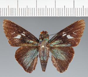  (Hesperiidae_gen sp. CF716 - CFCD02790)  @11 [ ] copyright (2023) Center For Collection-Based Research Center For Collection-Based Research