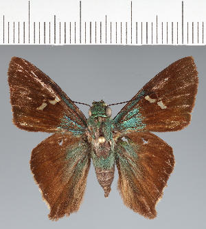  (Hesperiidae_gen sp. CF717 - CFCD02791)  @11 [ ] copyright (2023) Center For Collection-Based Research Center For Collection-Based Research