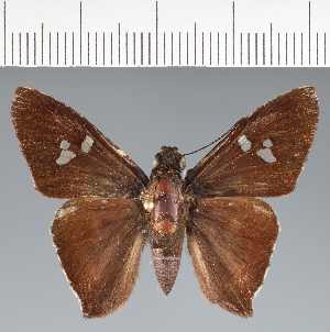  (Hesperiidae_gen sp. CF718 - CFCD02792)  @11 [ ] copyright (2023) Center For Collection-Based Research Center For Collection-Based Research