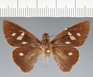  (Hesperiidae_gen sp. CF719 - CFCD02793)  @11 [ ] copyright (2023) Center For Collection-Based Research Center For Collection-Based Research